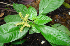 Ophiorrhiza mungos